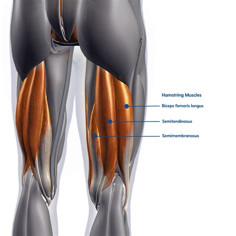 Hamstring Injury And Treatment My Footdr