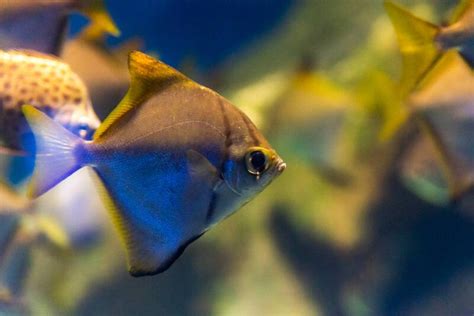 19 Best Fish Species For Brackish Water Aquariums Care Tips