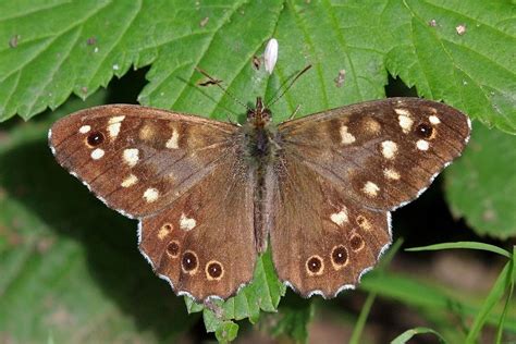 Yes, larger species can give you a painful jab. Speckled wood (butterfly) - Wikipedia