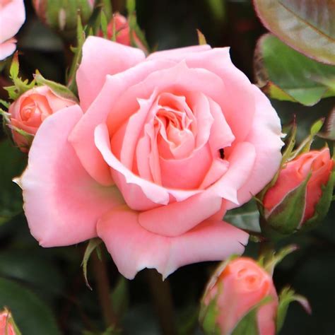 Buy Rose Flower Power Patio Rosa Flower Power Frycassia Pbr £