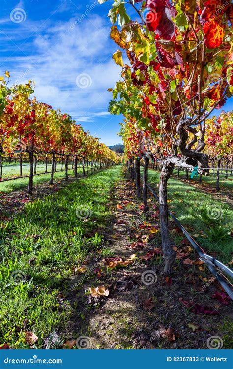 Colorful Vineyard In Autumn Stock Image Image Of Green Autumn 82367833