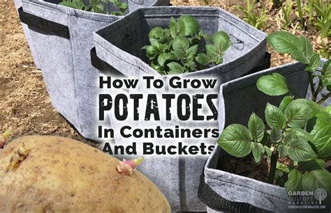 How To Grow Potatoes In Containers And Buckets