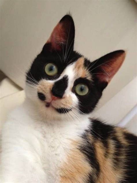 35 Cats With Totally Cool Markings This Way Come Cute Cats Pretty