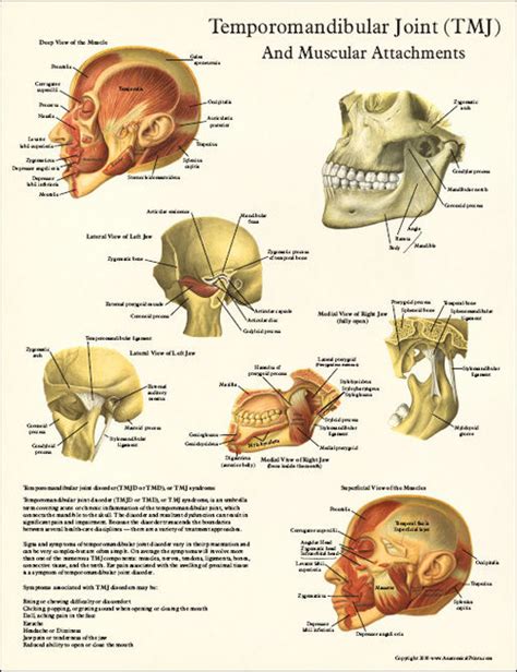 Tmj Anatomy And Muscular Attachments Poster Clinical Charts And Supplies
