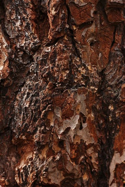 A Beautiful Tree Bark Stock Image Image Of Layer Bark 175120647