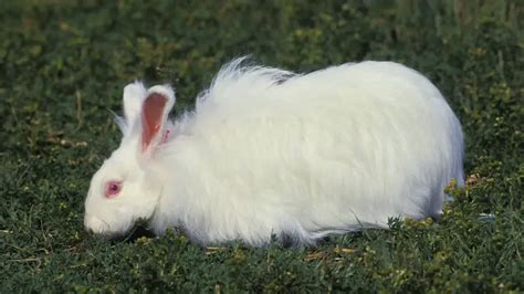Which Angora Rabbit Is Best For You To Raise 5 Angora Rabbit Breeds
