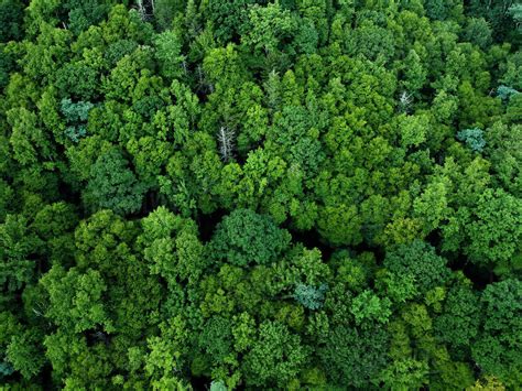 Aerial View Of Trees Growing In Pisgah National Forest Stock Photo