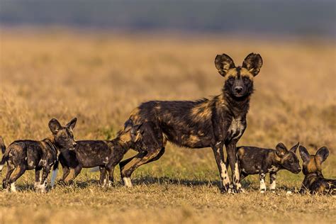 Ontmoet Die Hond Wat Deur Nies Kommunikeer Afrikaanse Wildehondfeite