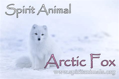 Arctic Fox Spirit Animal Meaning And Interpretations Spirit Animals