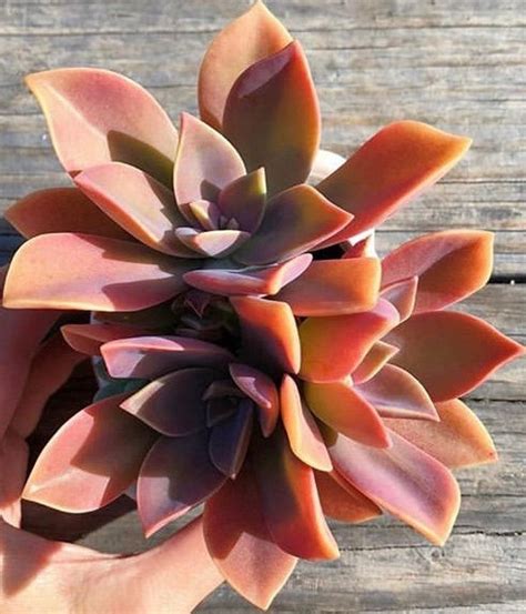 Graptoveria 'fred ives' is a stunning succulent that is easy to care for. Graptoveria Fred Ives Echeveria Fred Ives | Etsy | Cacti ...