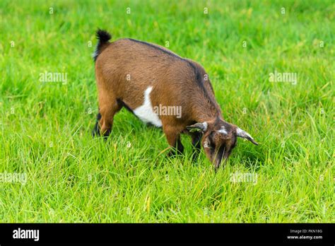 One Brown Goat Eating Of Green Grass At Farm Stock Photo Alamy