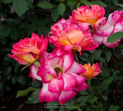 Rainbow Sorbet Roses Beautiful Flower Pictures Blog