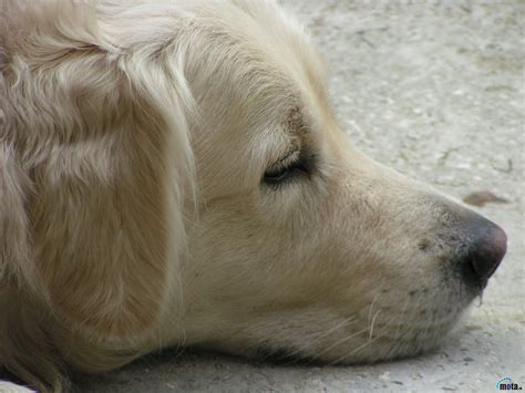 Adult Yellow Labrador Retriever Dog Golden Retrievers Face Animals