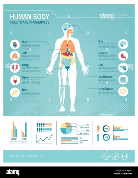 Il Corpo Umano Health Care Infographics Con Icone Di Medici Organi