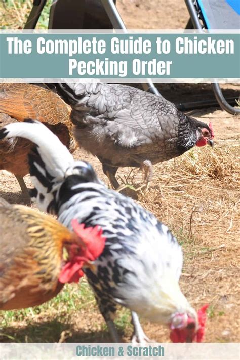 The Complete Guide To Chicken Pecking Order