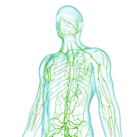 Lymphatic System Stock Illustrations 2371 Lymphatic System Stock