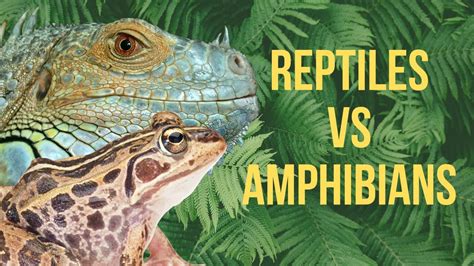 Whats The Difference Between Reptiles And Amphibians Reptile Keeper