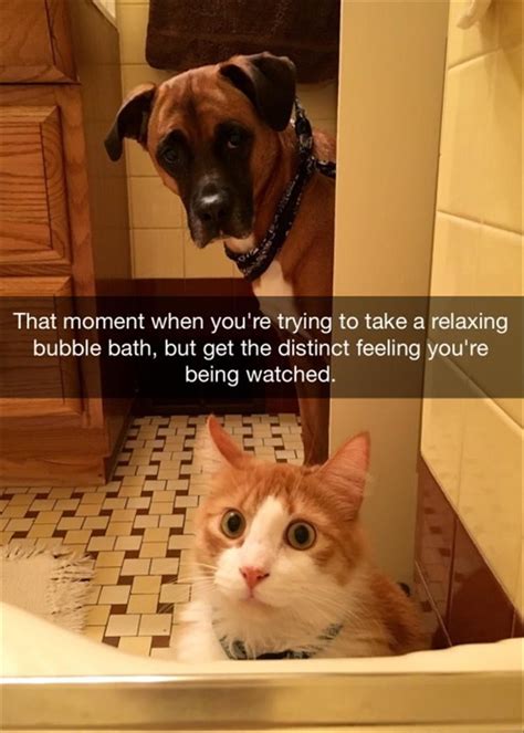 19 Hilarious Cat Memes That You And Your Cat Need To See Right Meow Defused
