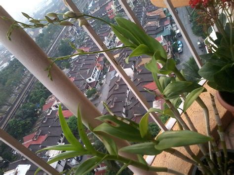 1.thrip kutu halus yang menghisap nutrien pokok. eina eStop ♥♡: Tips Penjagaan Pokok Bunga Orkid
