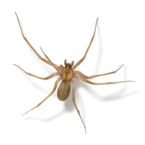 Spider Identification And Control Tips Spider Bites Brown Recluse