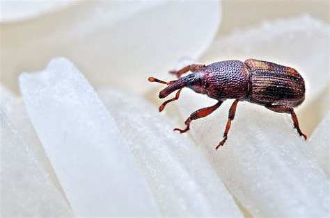 Rice Weevil 5 Fun Facts And How To Get Rid Of Them Pest Wiki