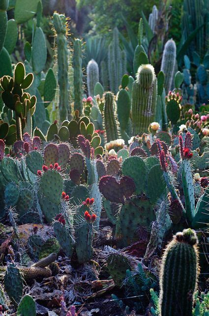 Arizona Cactus Garden 花の植え付け サボテンガーデン 植物園