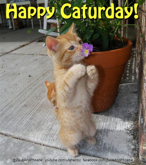 With love happy saturday meme. Happy Caturday! | Watch Kitten videos here - www.youtube ...