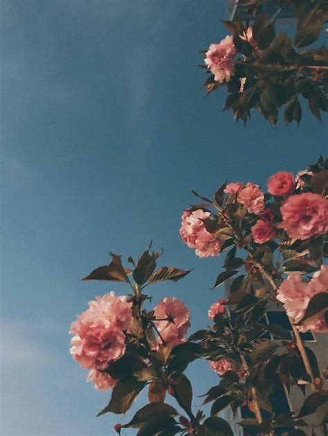 pink flowers #love | Flower aesthetic, Flower wallpaper, Aesthetic