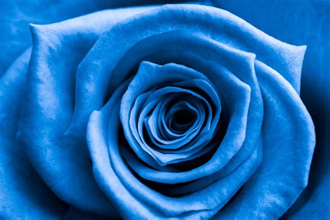 Dark Blue Rose Bushes For Sale Nagle Dziecko