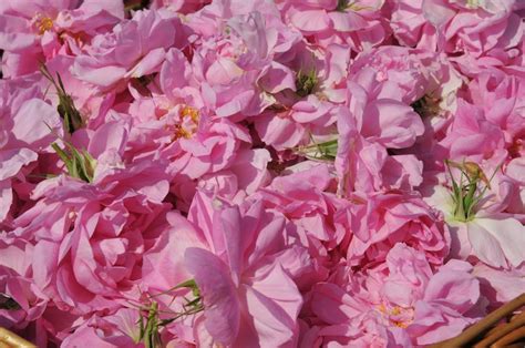 Blues' jacob de la rose: Cueillette de la rose Centifolia à Grasse - Toutpourlesfemmes