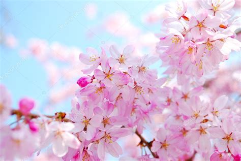 Photo Cherry Blossom Ideas Cherry Blossoms During Spring — Stock