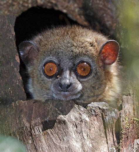 Small Toothed Sportive Lemur Lepilemur Microdon