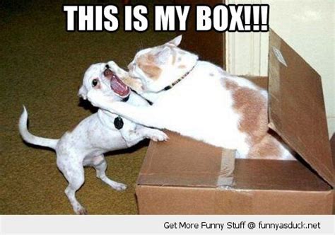 My Box Angry Cat Attacking Dog Critters Pinterest