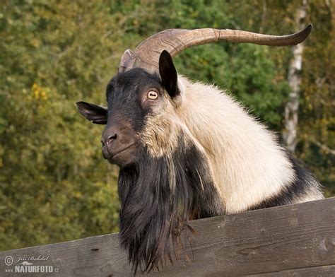 Domestic Goat Photos Domestic Goat Images Nature Wildlife Pictures