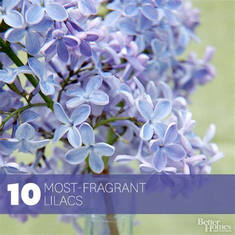 The 10 Most Fragrant Lilacs That Also Happen To Be Gorgeous Garden
