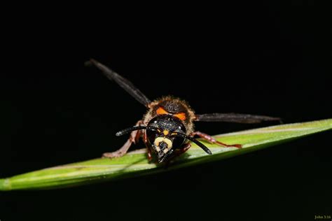 Seeing Eye To Eye Potter Waspaustralian Hornet Abispa Ep Flickr