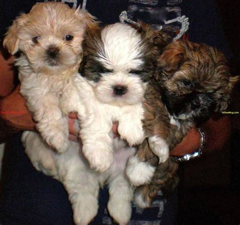 113 Best Teddy Bear Zuchon Puppies And Dogs Bichon Shih Tzu Mix Images