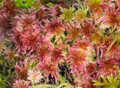 Acid loving plants like blueberries and camellias benefit greatly from peat moss applications, although plants that look for sphagnum peat moss for sale in your area and compare prices to get the best deal. Red peat moss (Sphagnum subnitens) - Stock Image - C033 ...