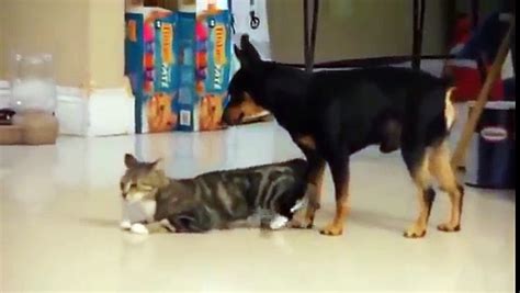 Dog Mate With Cats Video Dailymotion