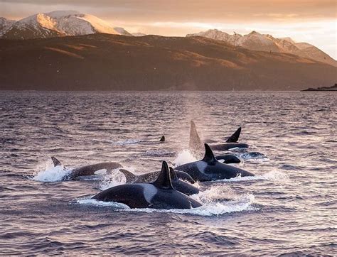 Orcas Are Very Social And Live In Groups Called Pods Which Usually