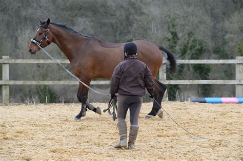 We did not find results for: Learn how to lunge effectively Your Horse Magazine