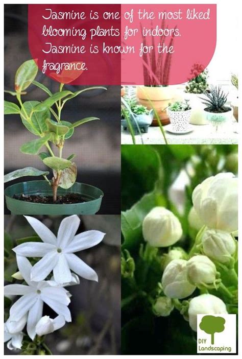 Check spelling or type a new query. Pin on Indoor Jasmine Plant