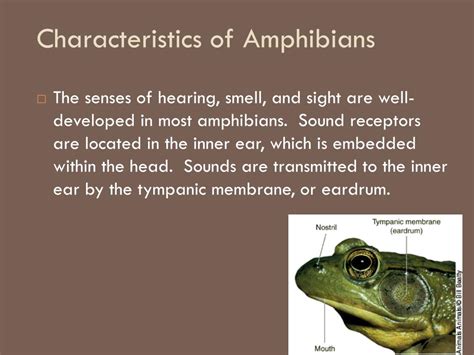 19 Amphibians Characteristics