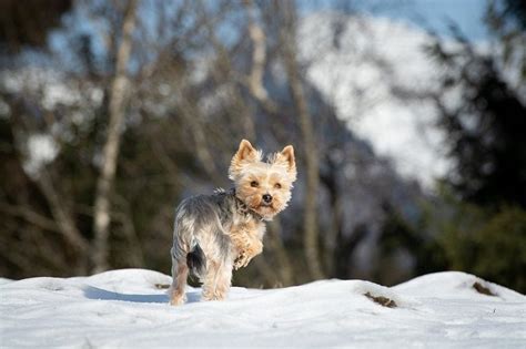 Yorkie Bichon History Facts Personality Temperament And Care