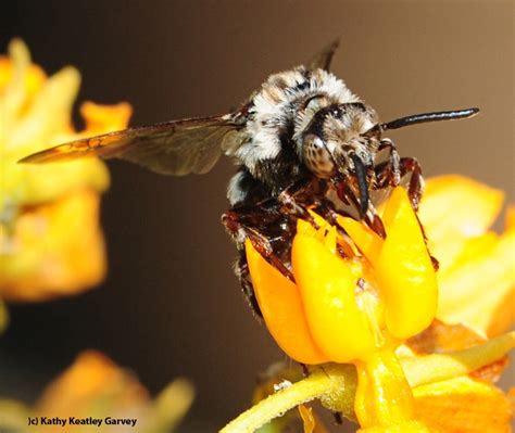 The Sneaky Cuckoo Bee Bug Squad Anr Blogs