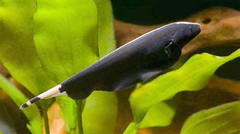 Black Ghost Knife Fish Care Feeding And More Animascorp