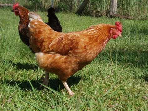 chickens, photo file, #1328963 - FreeImages.com