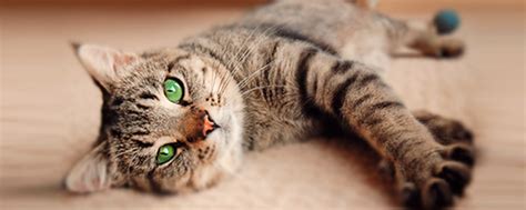 Паразиты у кошек: виды, симптомы, профилактика, лечение — ProPlan.ru
