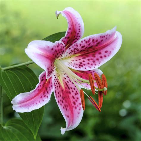Lily Oriental Stargazer Easy To Grow Bulbs