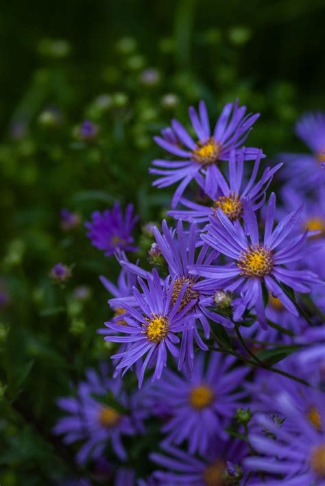 The plants grow to three feet tall in full to part. 10 Purple Perennial Flowers to Give Stunning Color to Your ...